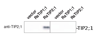 western blot using anti-TIP2;1 antibodies 